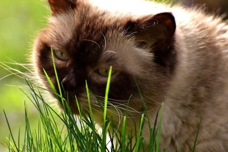 Cat eating grass