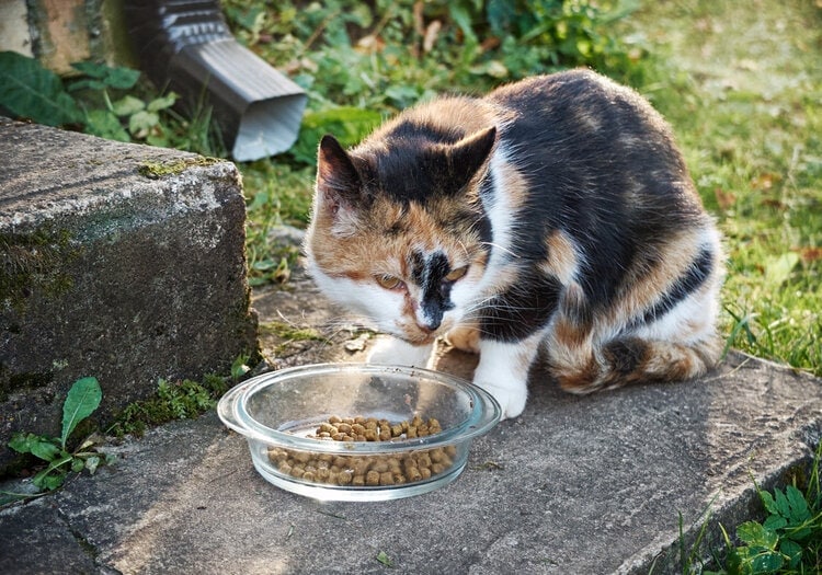 Cat eating outside