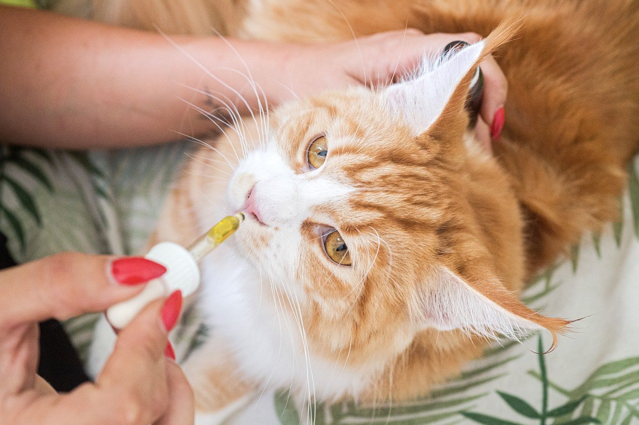 Cat given CBD Oil