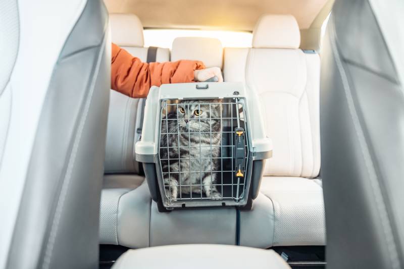 Cat in a cat carrier near the owner on a back seat of modern car