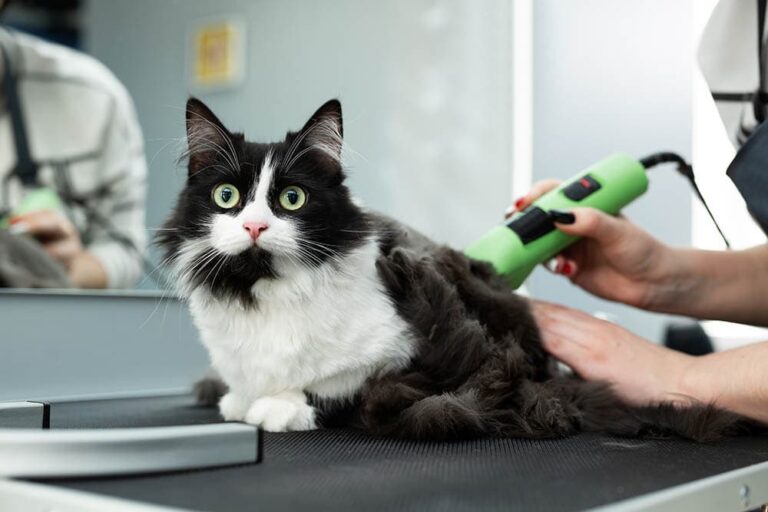How Much Does Cat Grooming Cost? 2026 Update (Vet-Reviewed) | The Vet Desk - Grooming Cost For Cats