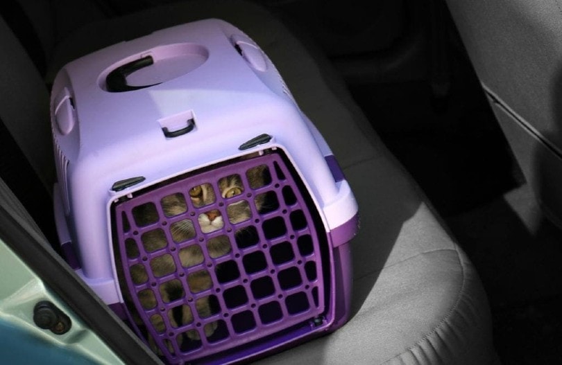 Cat in purple carrier