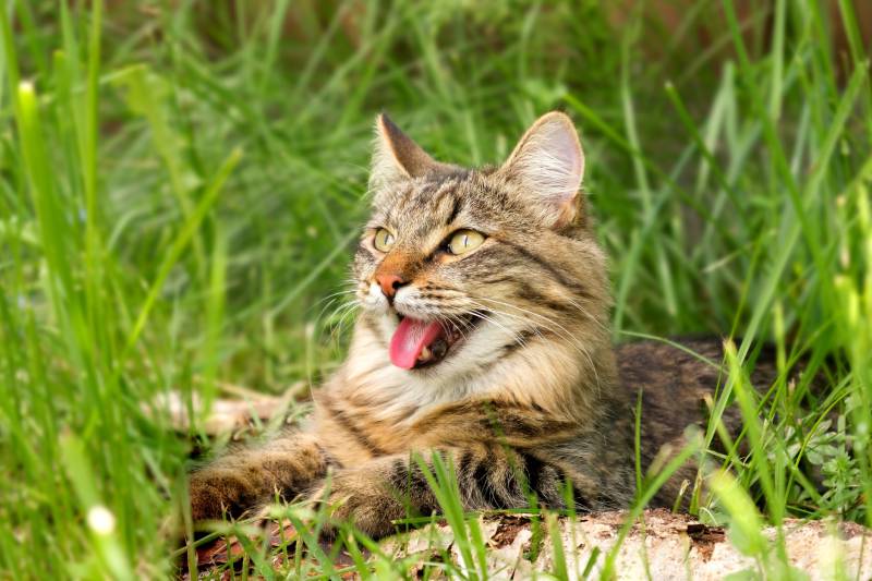Cat languishes in the heat lying on the ground with its tongue out