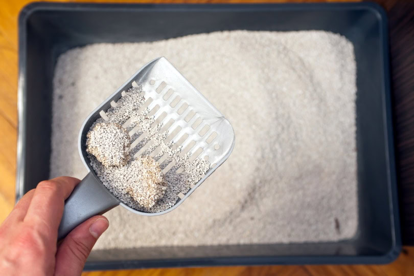 Cat litter box cleaning II_borzywoj_Shutterstock