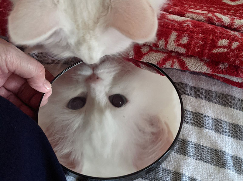 Cat looking at the mirror
