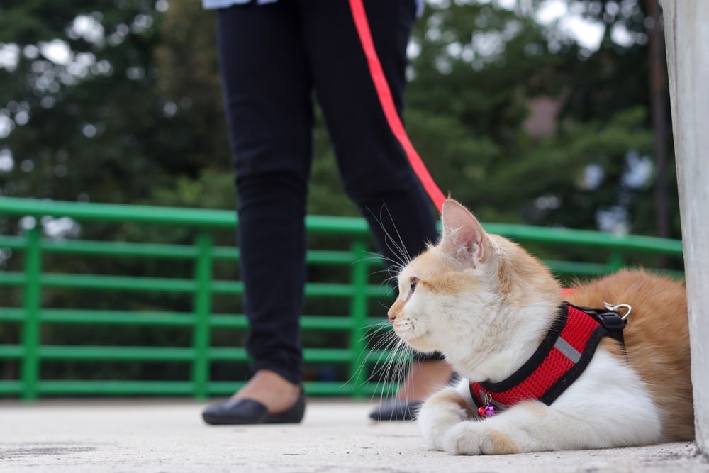 Cat lying outside with cat harness on