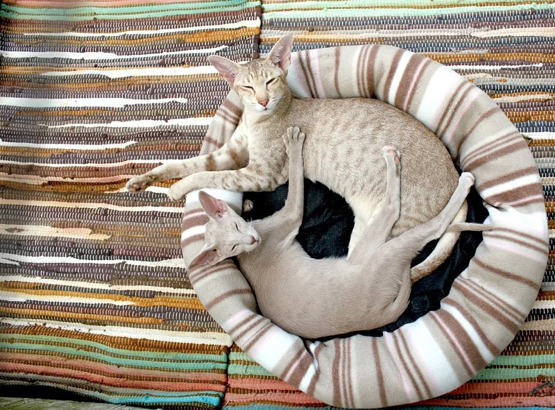 Cat on cat bed