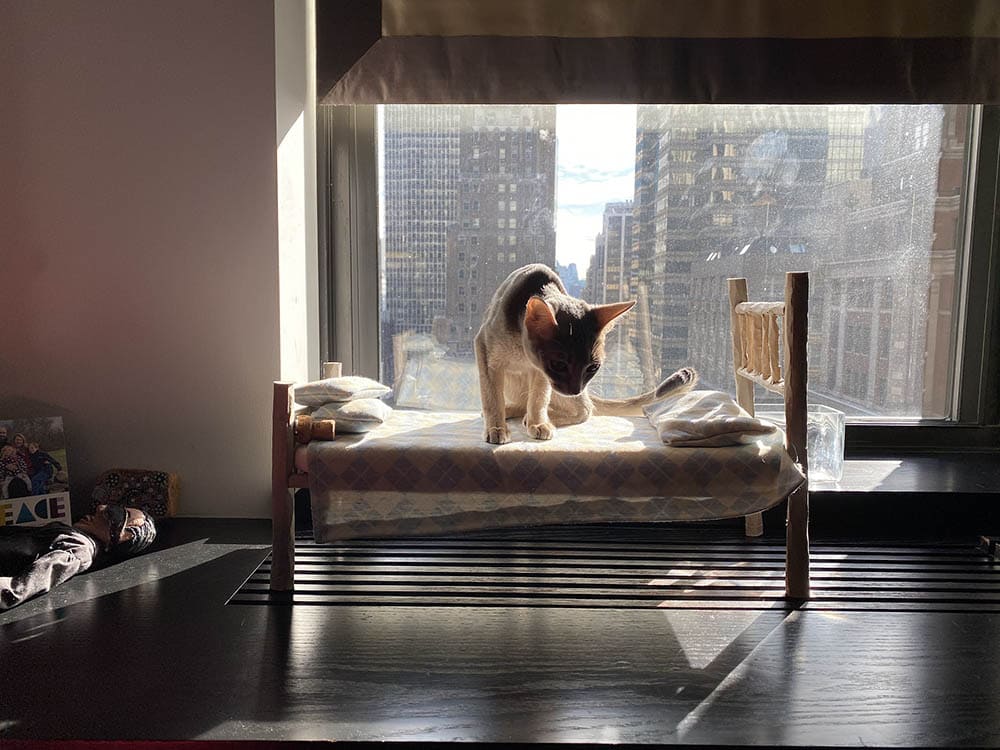 Cat on his small bed