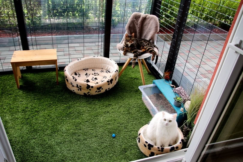 cat patio outdoors