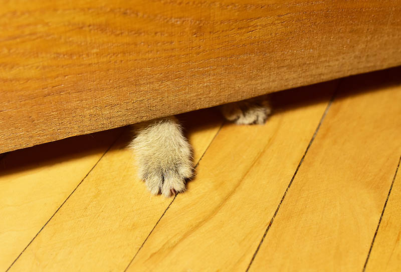 Cat paws from under the door in the room