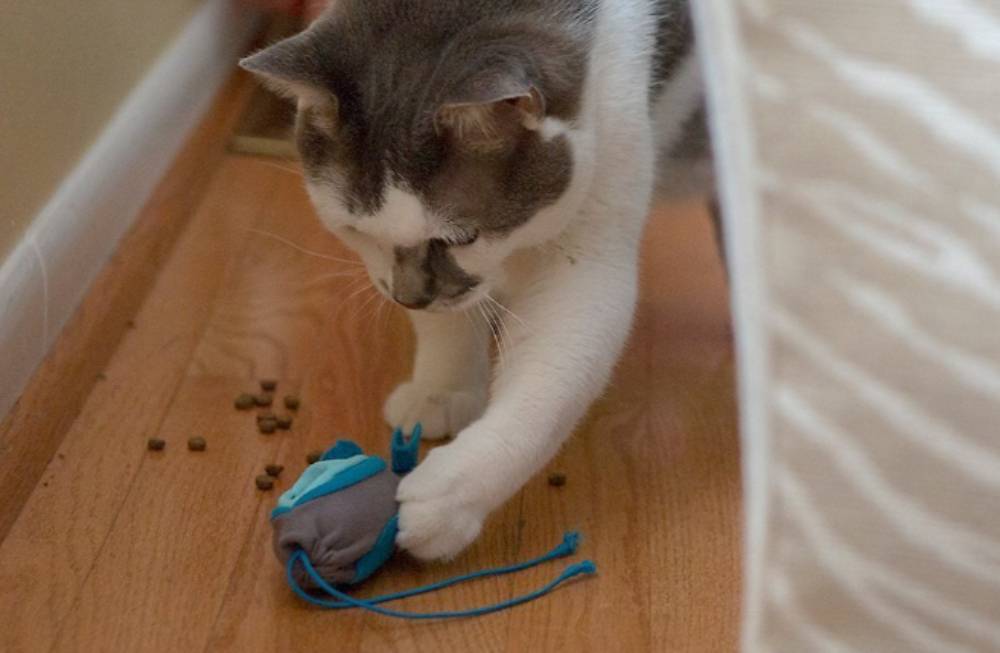 Cat playing with Feeder Kit