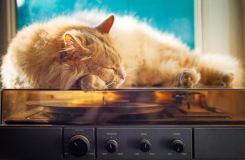 Cat relaxing on old pickup
