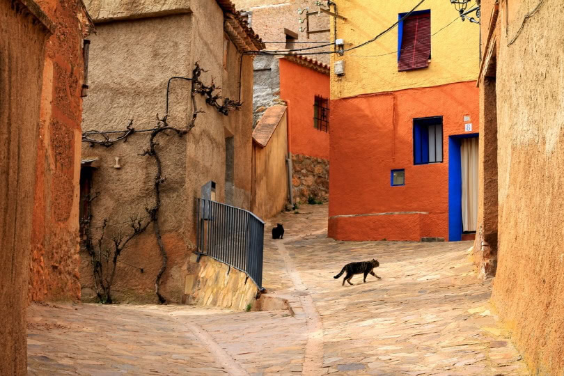 Cat running away from home