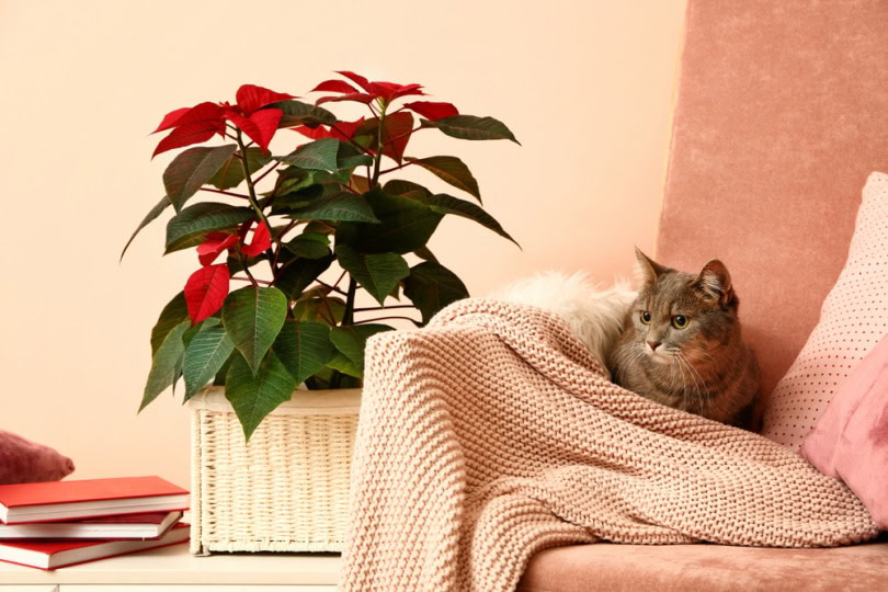 Cat sitting in sofa near poinsettia plant