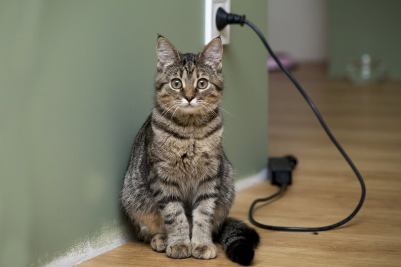 Cat sitting near power outlet with cord plugged in