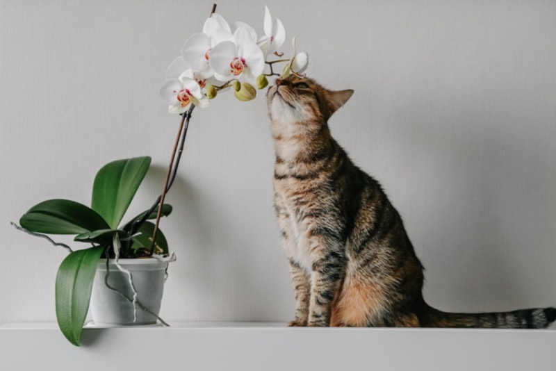 Cat smelling orchids in a vase
