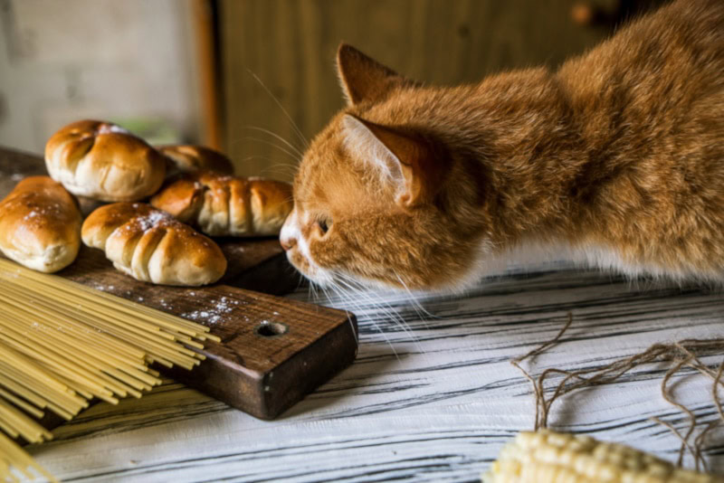 Cat sniffing raw pasta on table