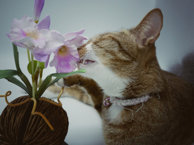 Cat taking a bite from an orchid plant