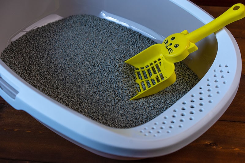Cat toilet with clay and spatula