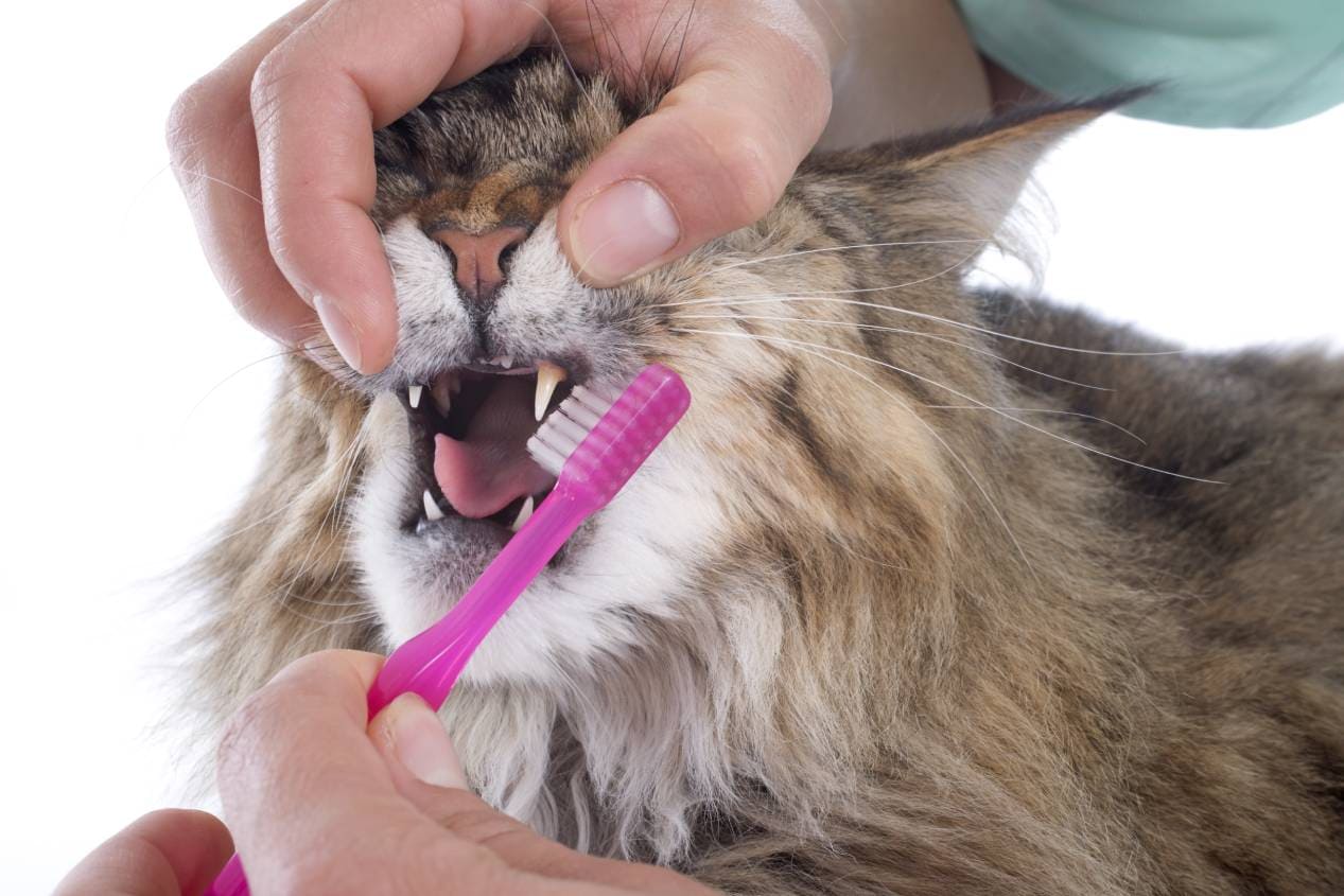 Cat toothbrush