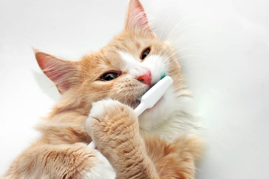 Cat toothbrush