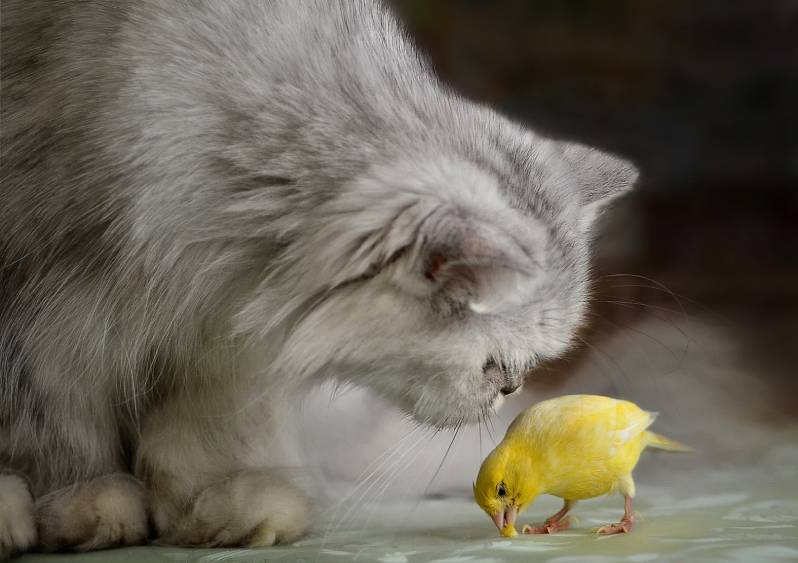 Cat watching canary bird eating