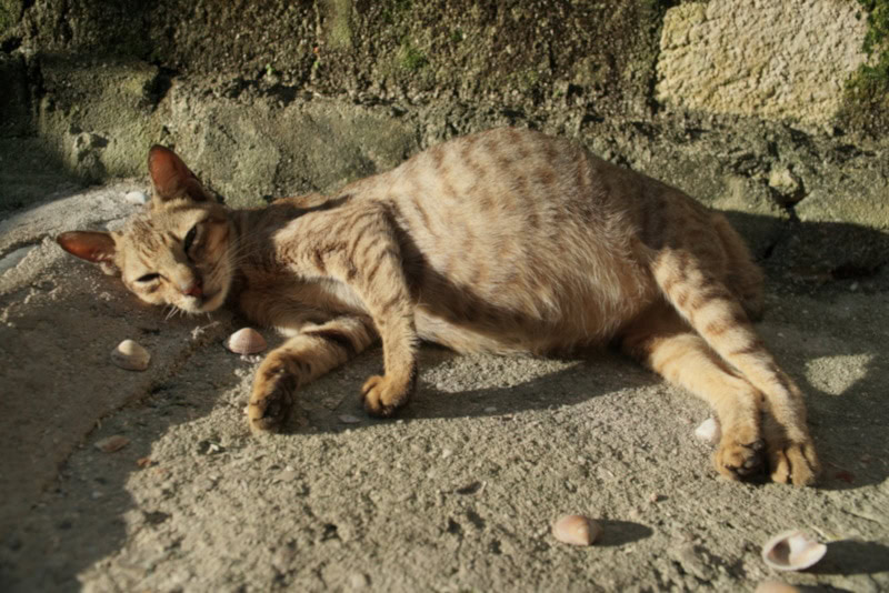 Cat with Feline Infectious Peritonitis