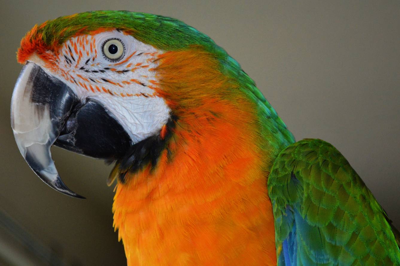 Catalina macaw side view