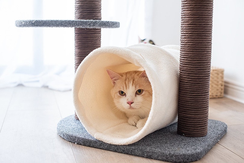 Catry Felt Cat Tree & Tunnel