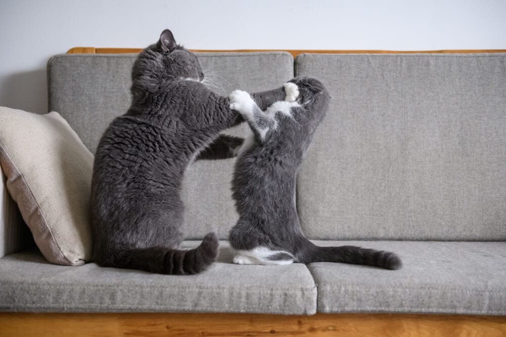 Cats fighting on the couch