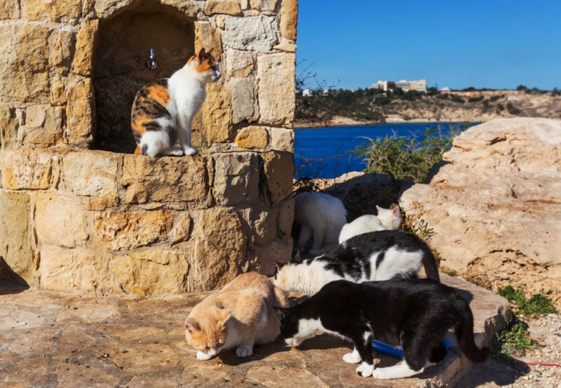 Cats in Cyprus