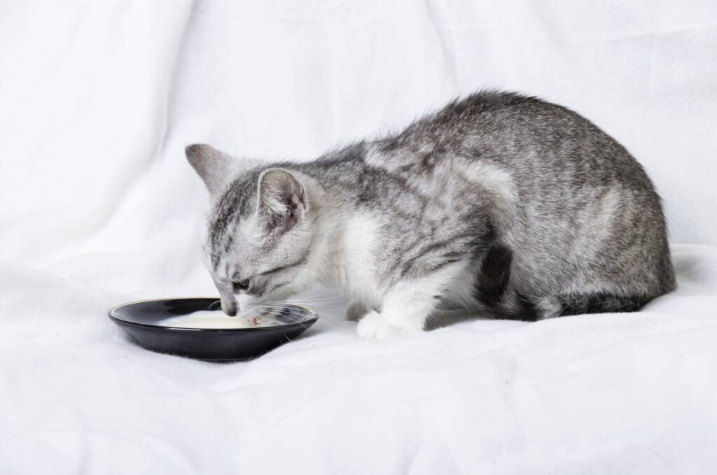 Catt drinking milk in black saucer_Joanna Zaleska_Shutterstock