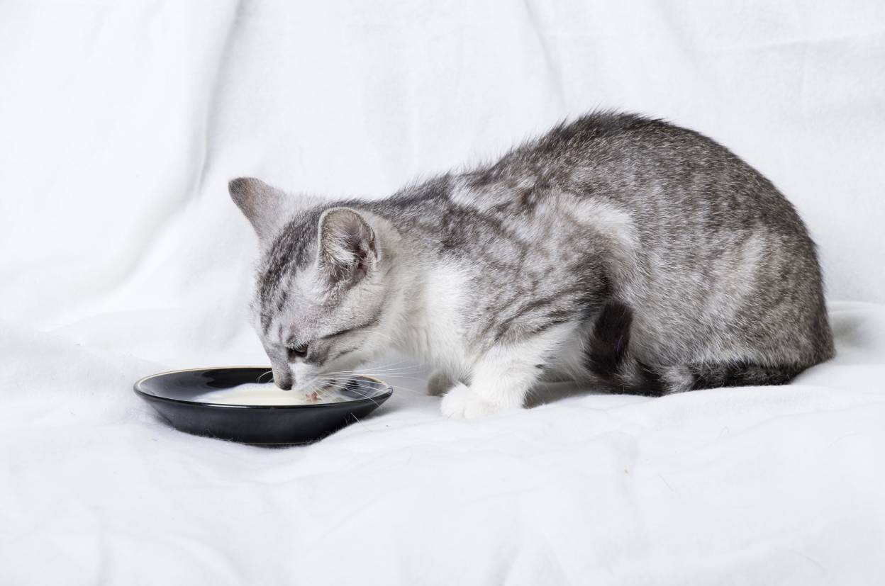 Catt drinking milk in black saucer_Joanna Zaleska_Shutterstock