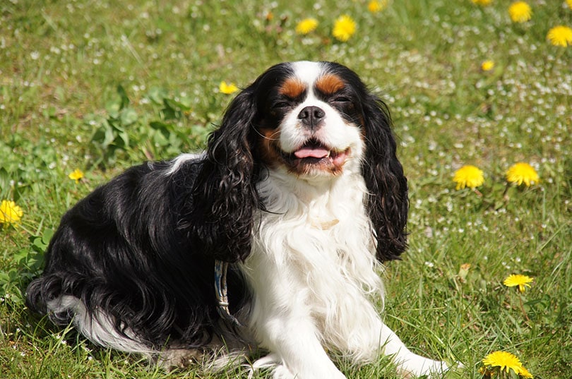 Cavalier King Charles Spaniel_Pixabay