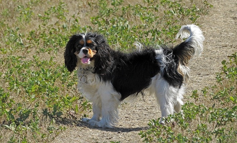 Cavalier King Charles Spaniel_ErikaWittlieb, Pixabay