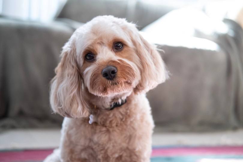 Cavapoo_Steven-B-Gold_shutterstock