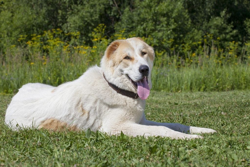 Central Asian Shepherd Dog lying on grass