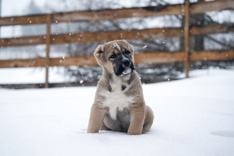 Central Asian Shepherd puppy