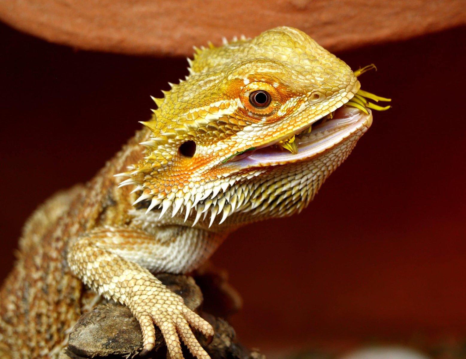Central bearded dragon