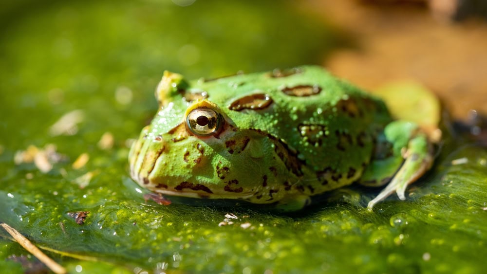 Ceratophrys Canwelli or Pacman frog