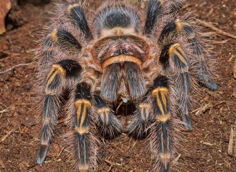 Chaco Golden Knee Tarantula eating