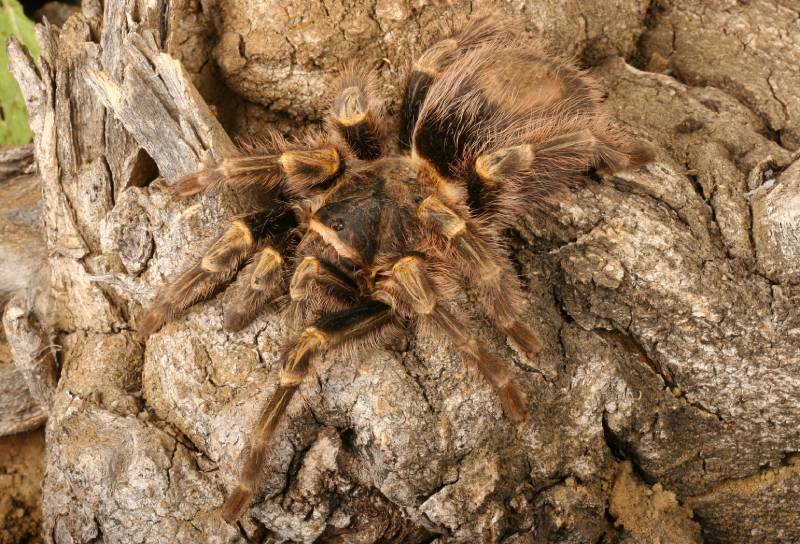 Chaco Golden Knee Tarantula
