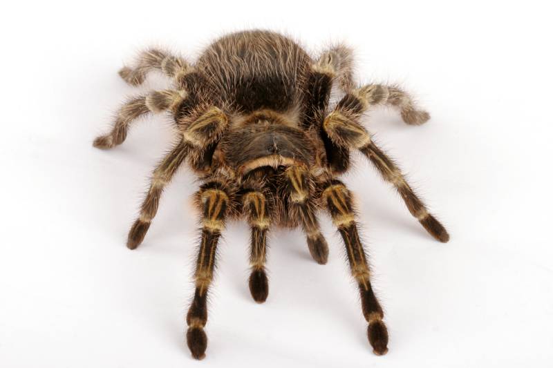Chaco Golden Knee Tarantula
