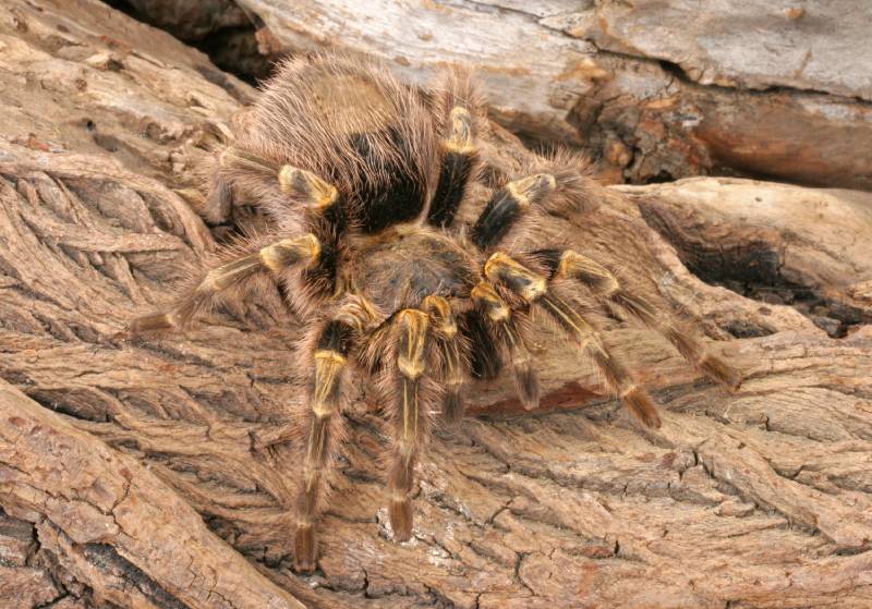 Chaco Golden Knee Tarantula
