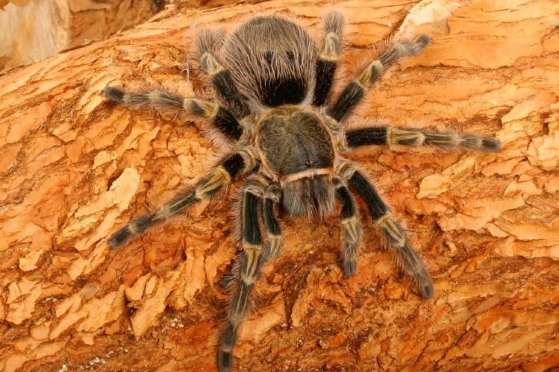 Chaco Golden Knee Tarantula