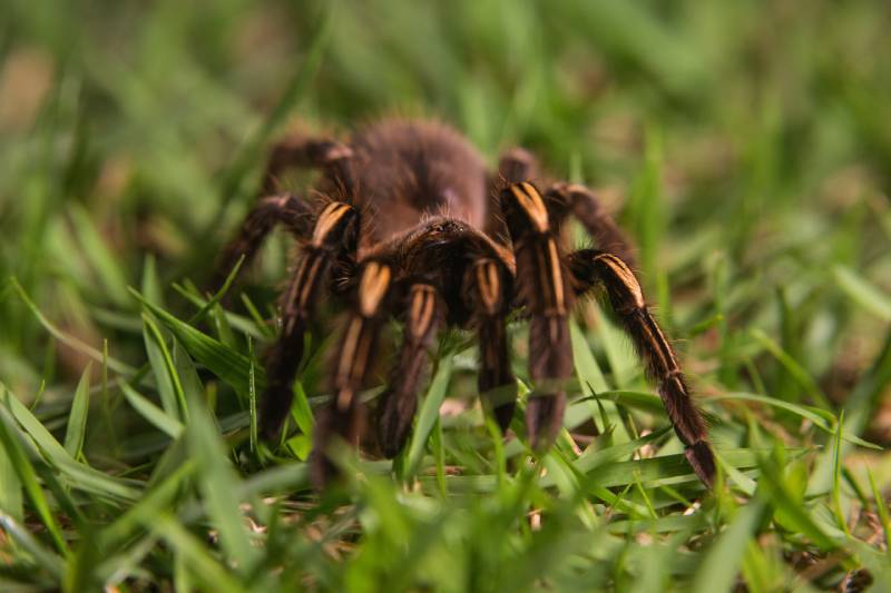 Chaco golden knee tarantula