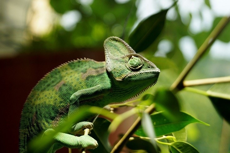 Chameleon