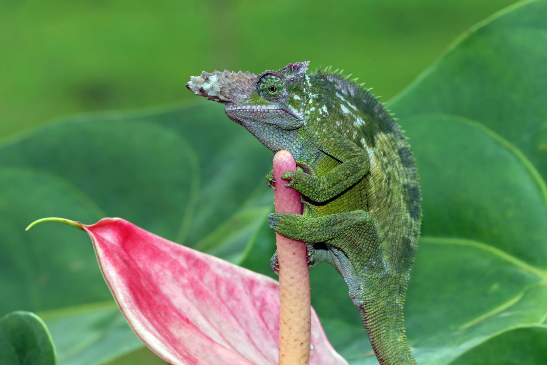 The,Fischer,Chameleon,Sits,On,A,Red,Bud,,Chameleon,Fischer