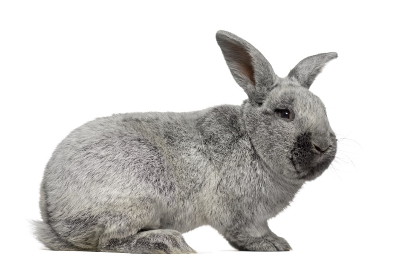 Champagne d'Argent rabbit on white background