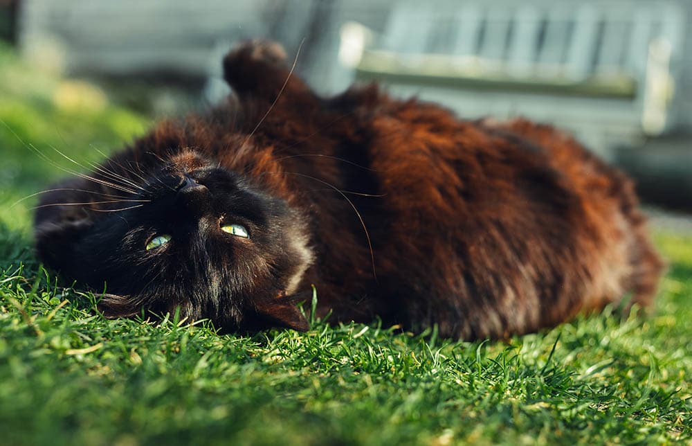Chantilly Tiffany laying on his back and grass and looking to camera on sunny day